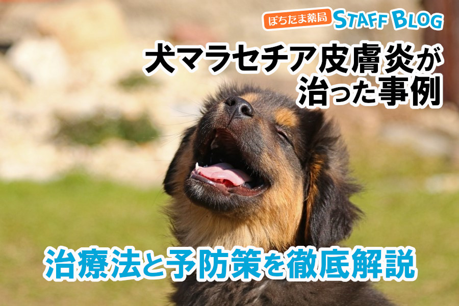 犬マラセチア皮膚炎が治った事例。治療法と予防策を徹底解説