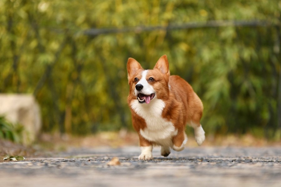 犬のマラセチア皮膚炎が治った事例