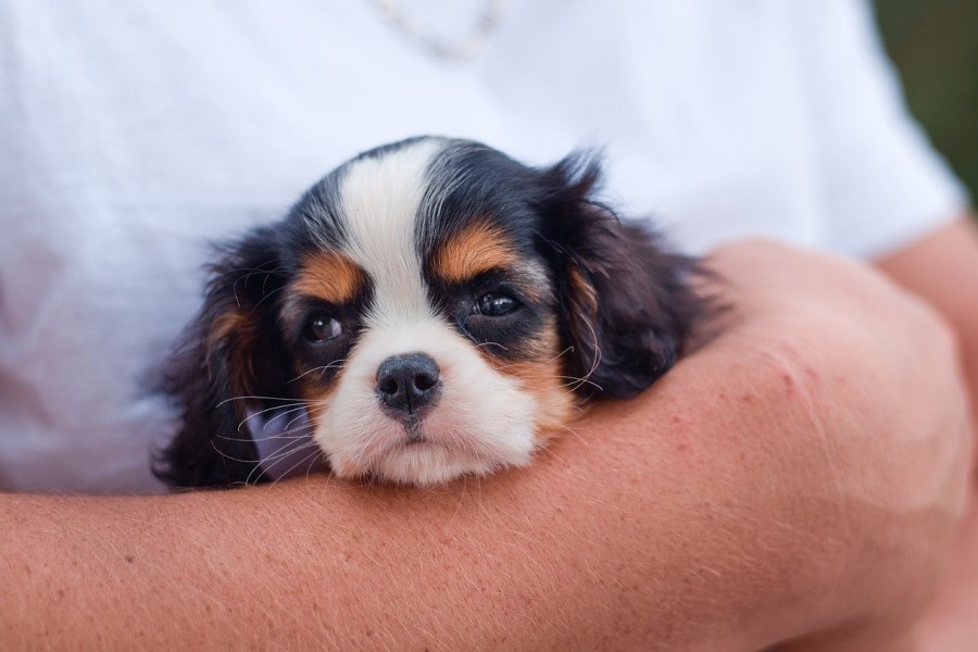 犬の膿皮症は自然に治る？