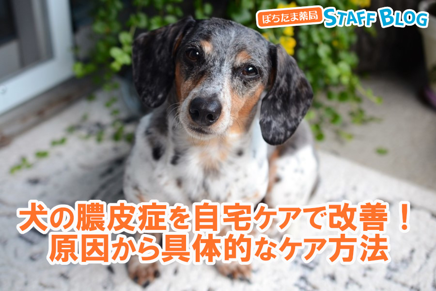 犬の膿皮症を自宅ケアで改善！原因から具体的なケア方法