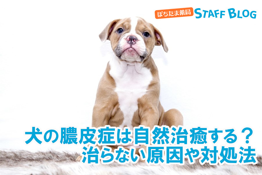 犬の膿皮症は自然治癒する？治らない原因や対処法