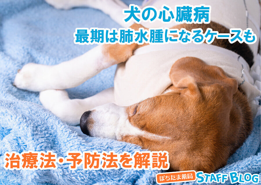 犬の心臓病は最期に肺水腫で苦しむケースも｜治療法・予防法を解説