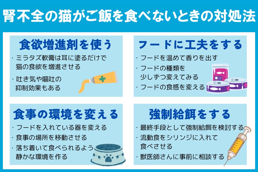 腎不全の猫がご飯を食べないときはどうする？