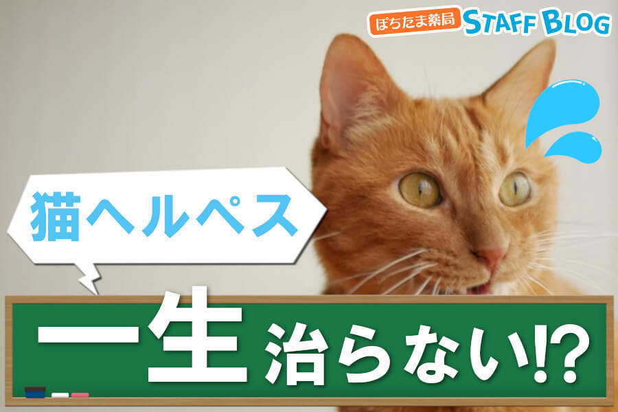 「猫ヘルペスウイルスは一生治らない」ってホント？再発防止の為にできること