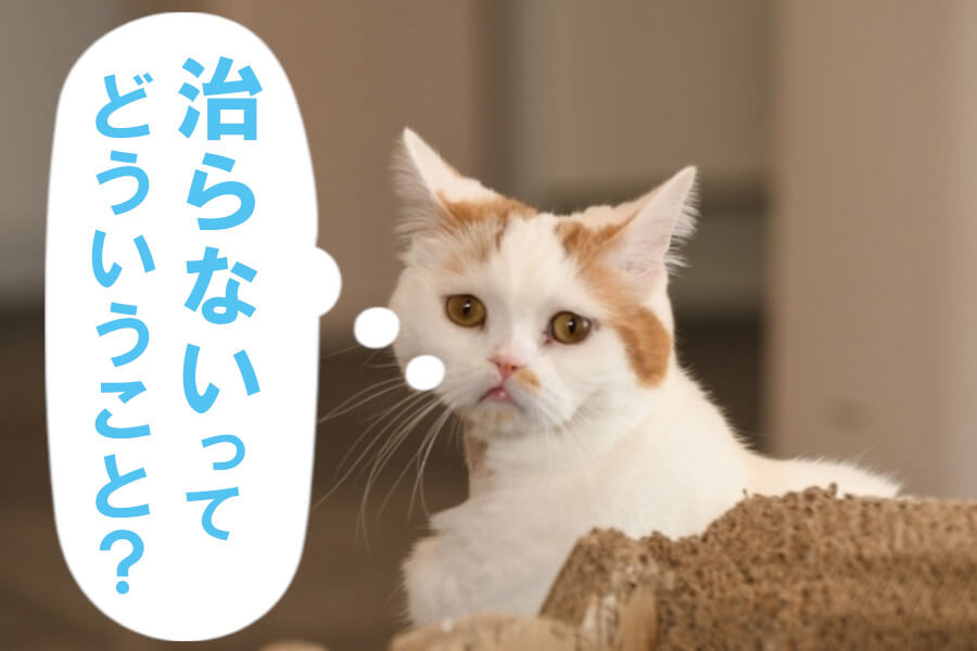 猫ヘルペスウイルスは一生治らない？