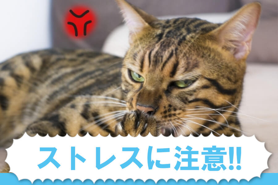 猫ヘルペスウイルスが再発するタイミング