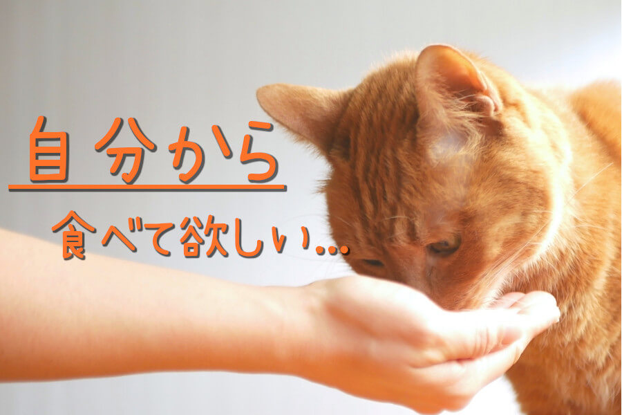 「食べない猫」に、自分から食べてもらうには？