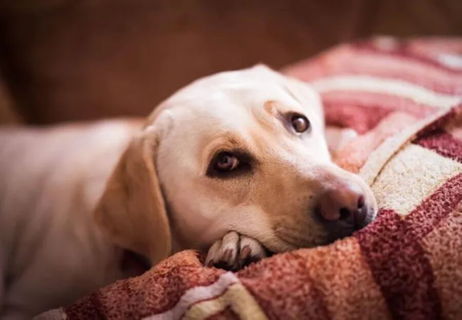 犬の肝臓の数値が高くなる原因