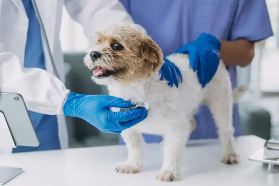 犬の肝臓の数値が高い時の対処法 