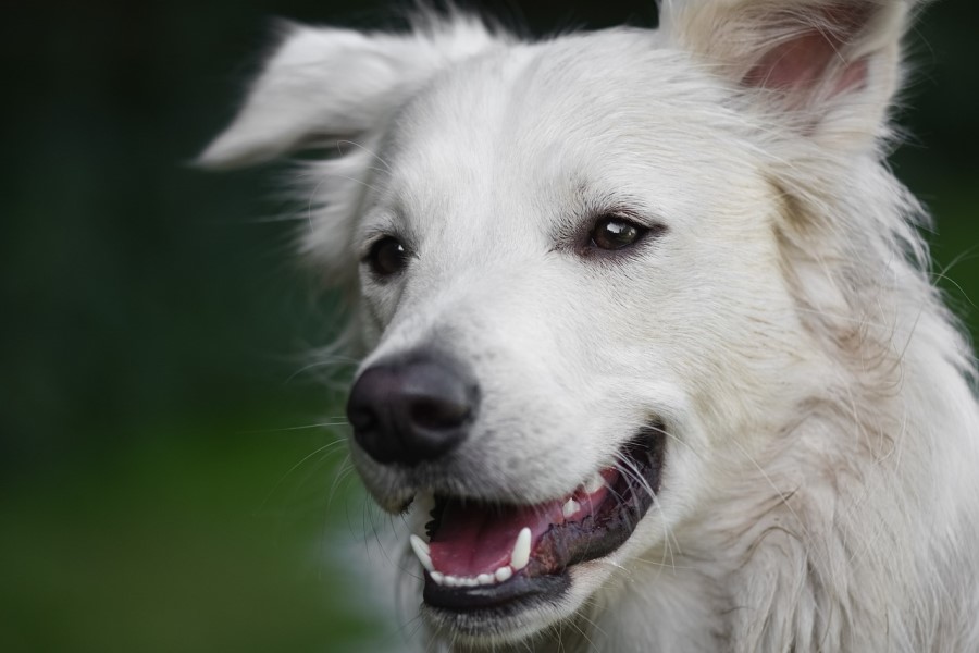 バベシア症にかかった犬の寿命