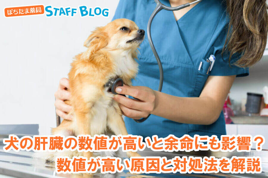 犬の肝臓の数値が高いと余命にも影響する？数値が高い原因と対処法を解説