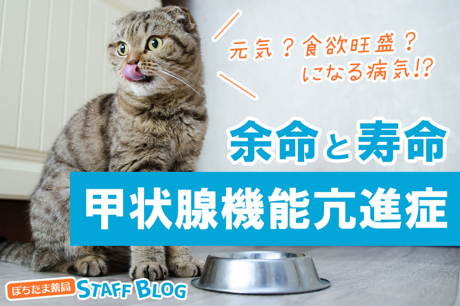 猫の甲状腺機能亢進症の余命・寿命は？