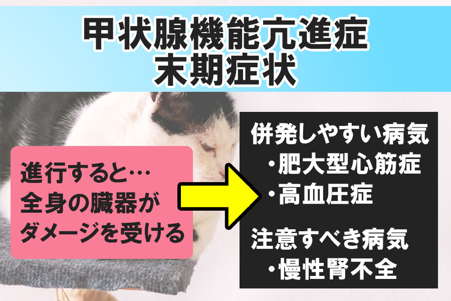 猫の甲状腺機能亢進症の末期症状