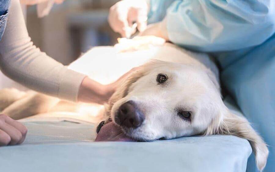 肥満細胞腫の犬の余命