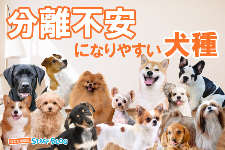 分離不安になりやすい犬種は？分離不安にさせないための注意点とは