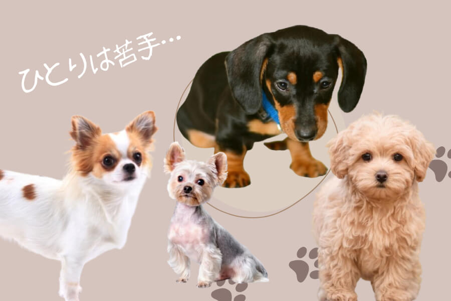 分離不安になりやすい犬種