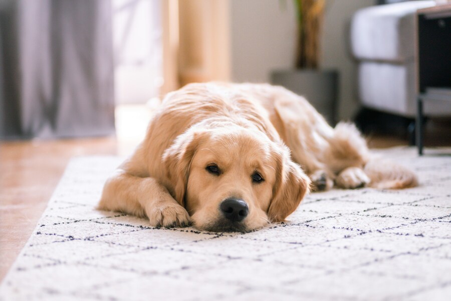 分離不安になりにくい犬種