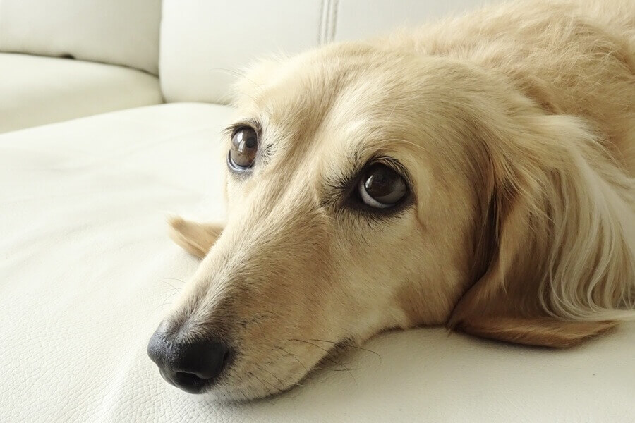 もっとも分離不安になりやすい犬種はミニチュア・ダックスフンド