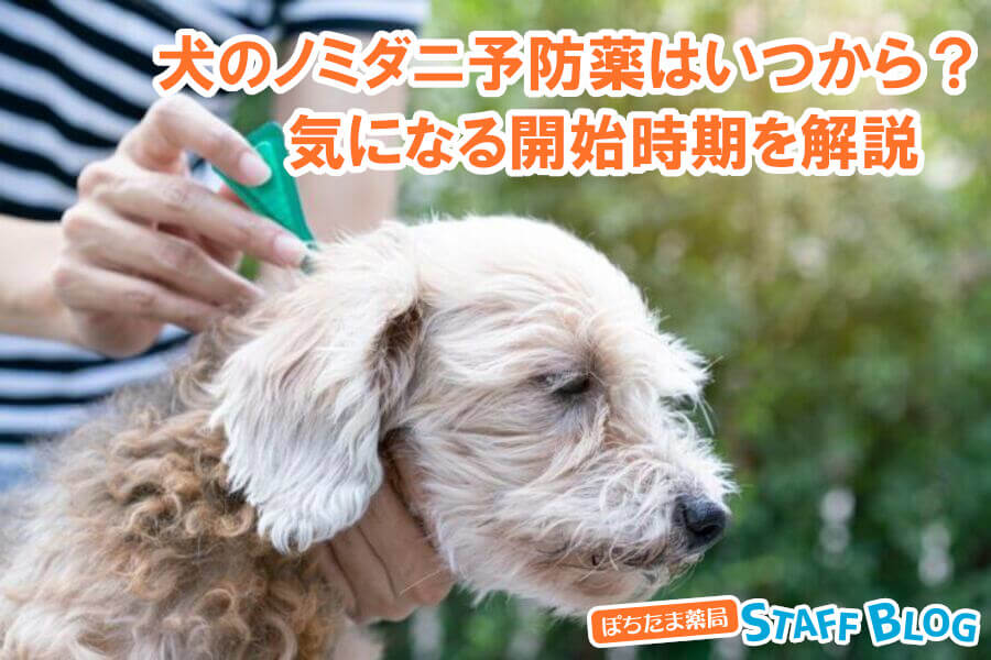 犬のノミダニ予防薬はいつから始めたらいい？気になる開始時期について