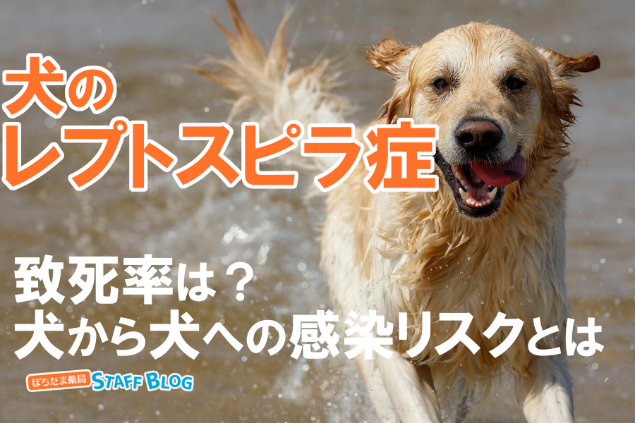 犬のレプトスピラ症とは？致死率や治療薬、同居犬・飼い主への感染リスクについて