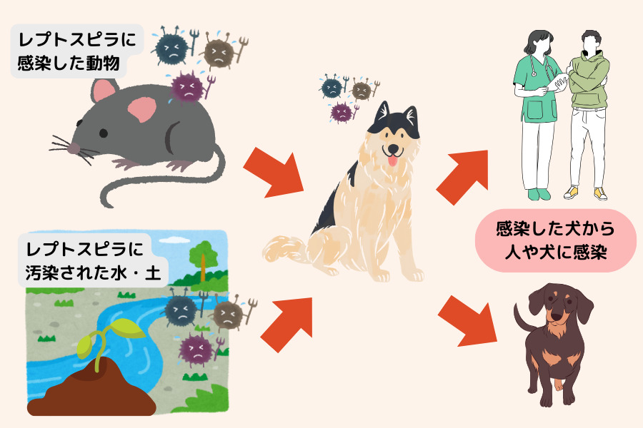 犬のレプトスピラ症とは