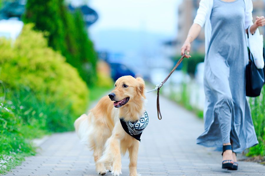 レプトスピラ症は犬から犬、犬から人に感染する