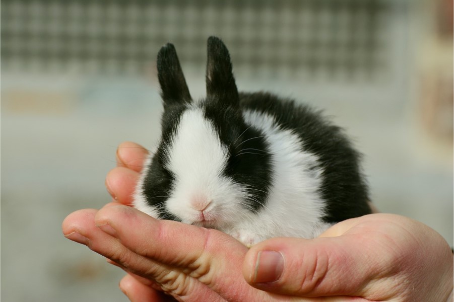 うさぎに薬をあげる方法