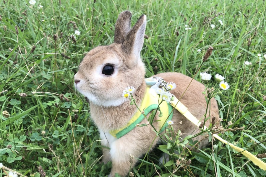 うさぎにノミ・ダニがつく原因