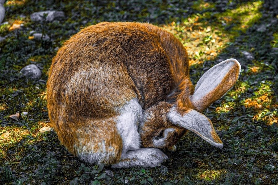 うさぎの病気のサイン