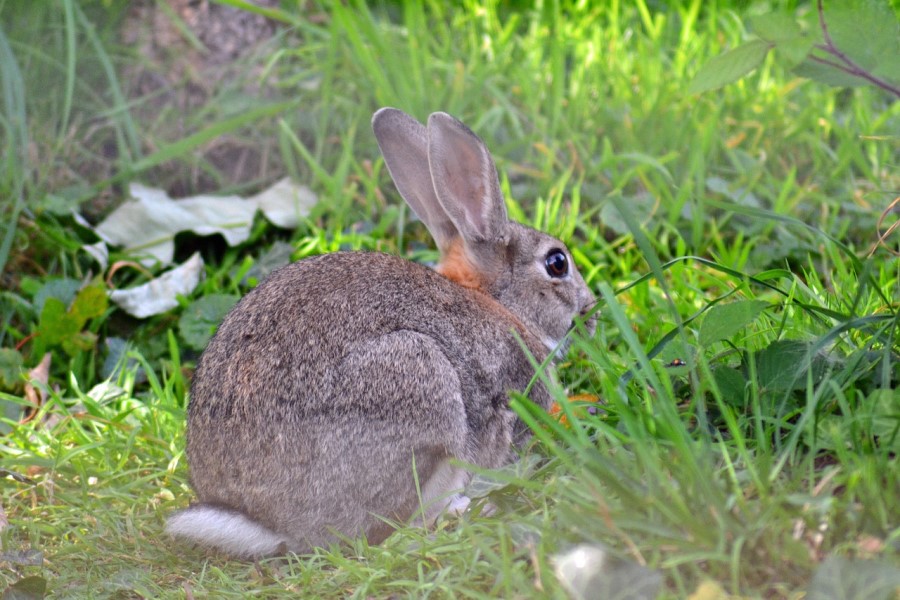 うさぎの寄生虫対策