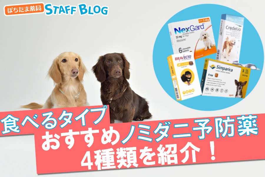 【食べるタイプ】犬のノミダニ予防薬を紹介！値段や効果の違いについて