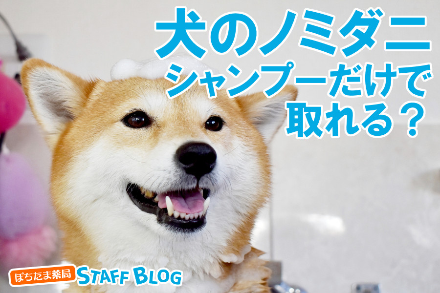 犬のノミ・ダニはシャンプーだけで取れる？完全駆除するには？