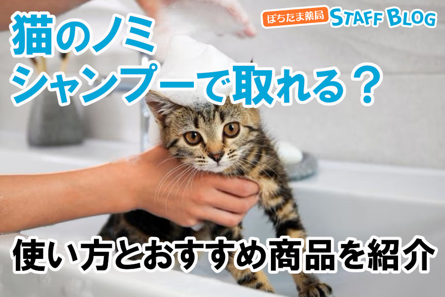 猫のノミはシャンプーで取れる？使い方とおすすめ商品を紹介