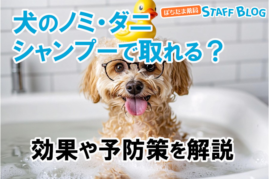 犬のノミ・ダニはシャンプーで取れる？効果や予防策を解説