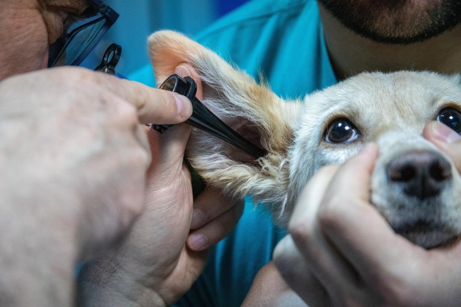 犬の耳ダニの症状と見分け方