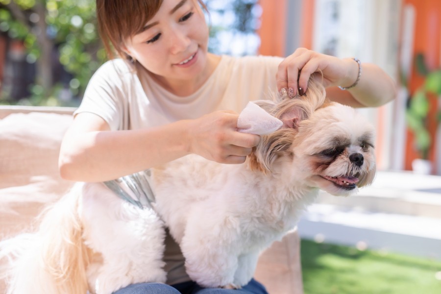 犬の耳ダニを予防する方法