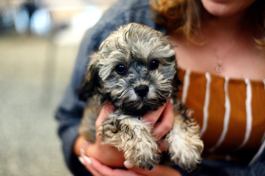 犬の耳ダニは人間にうつる？