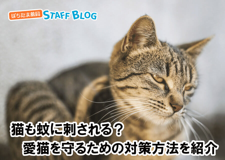 猫も蚊に刺される？愛猫を守るための対策方法を紹介