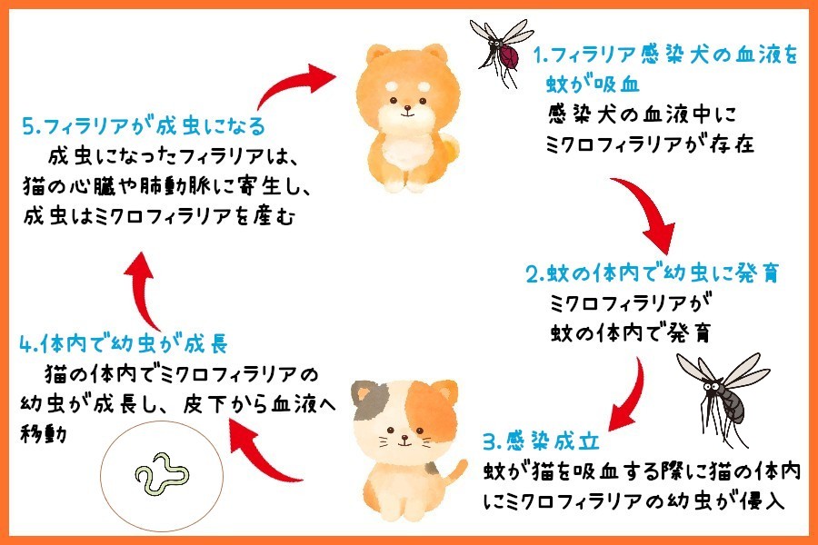 猫もフィラリア症に感染する?