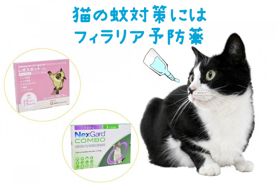 猫の蚊対策にはフィラリア予防薬がベスト