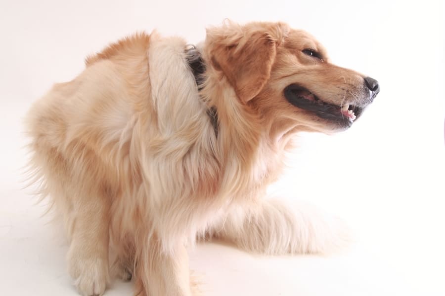 犬にノミがついているのを見つけたら