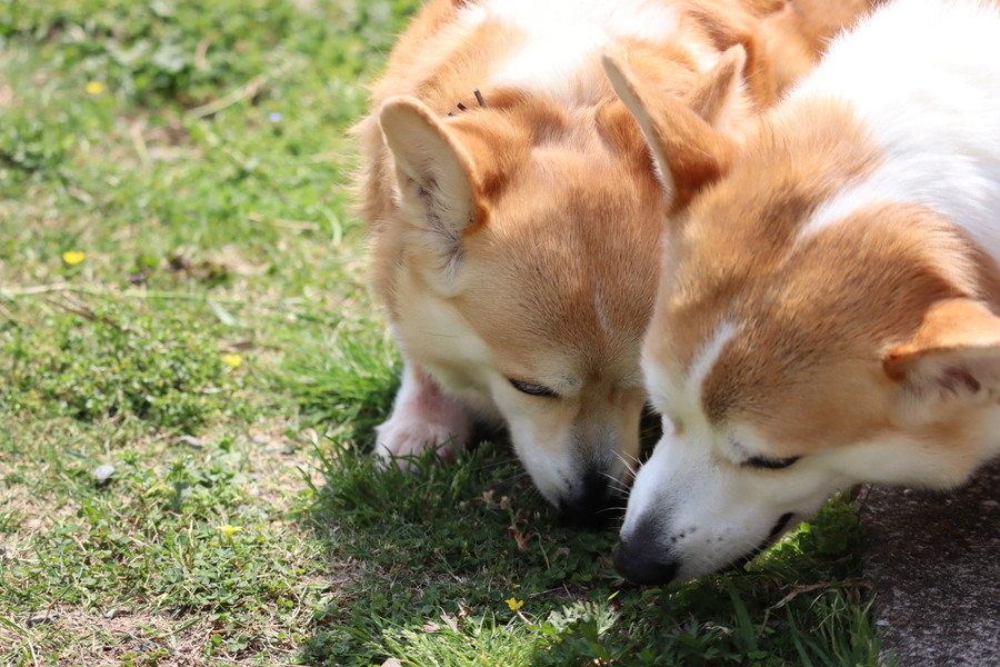 犬につくダニの種類と症状