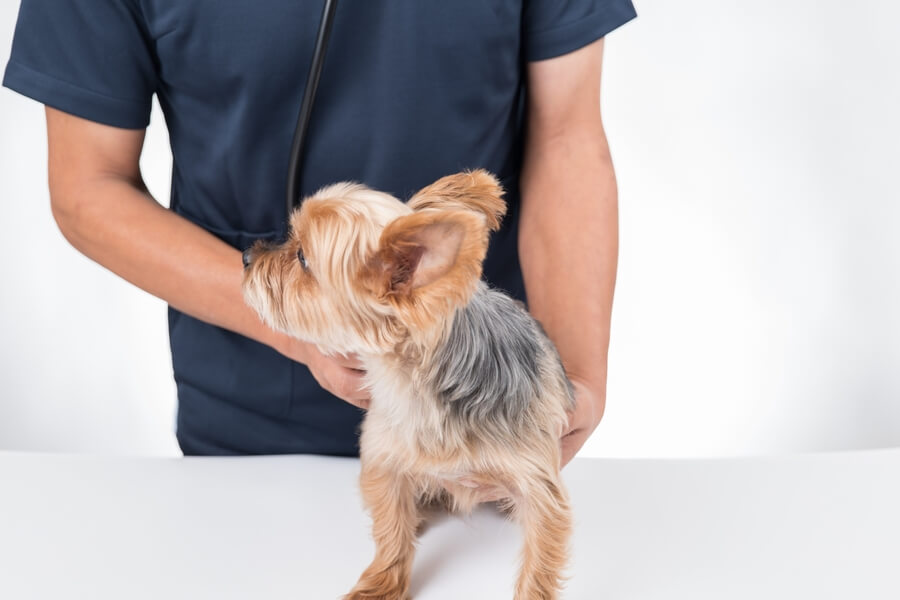 愛犬にダニがついていたらどうしたらいい?