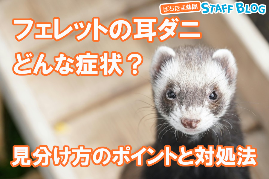 フェレットの耳ダニはどんな症状？見分け方のポイントと対処法