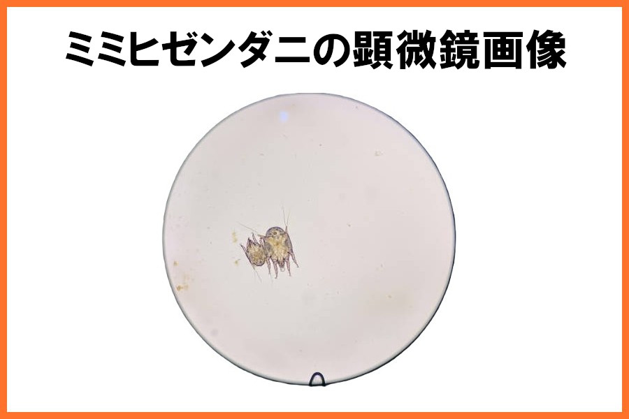 フェレットの耳ダニとは