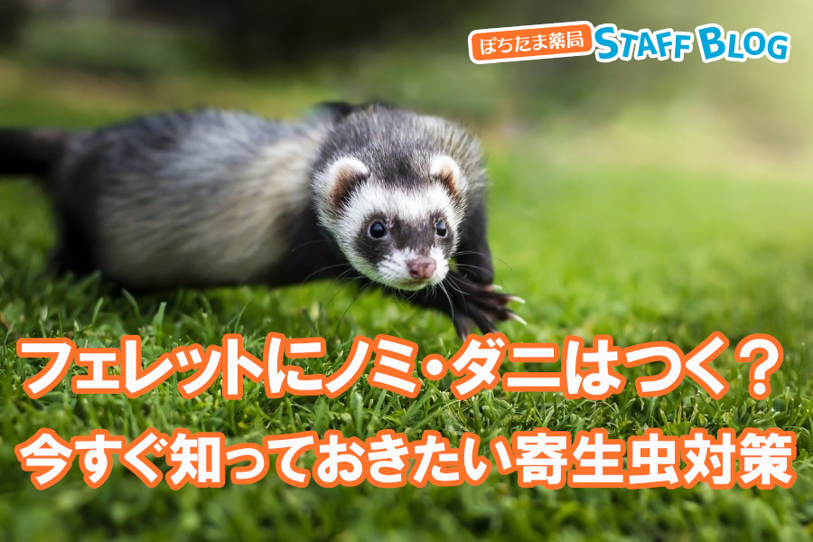 フェレットにノミ・ダニはつく？今すぐ知っておきたい寄生虫対策