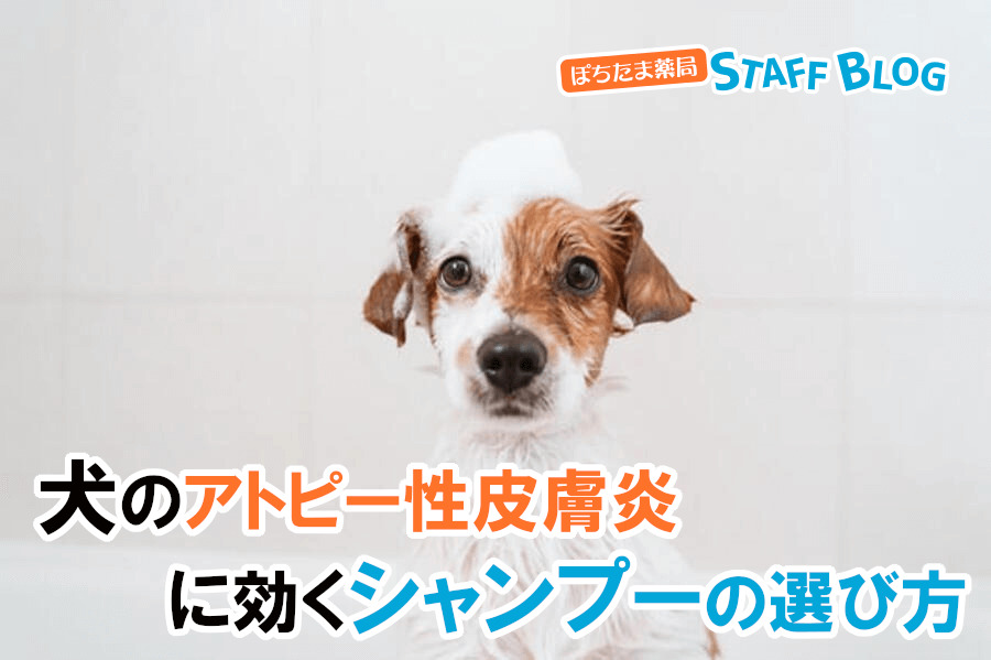 犬のアトピー性皮膚炎に効くシャンプーの選び方