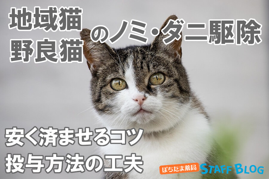地域猫のノミダニ駆除薬にかかる料金・効果は？安くする方法や投与のやり方を紹介