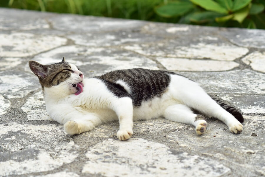 食べるタイプのノミダニ薬を使う