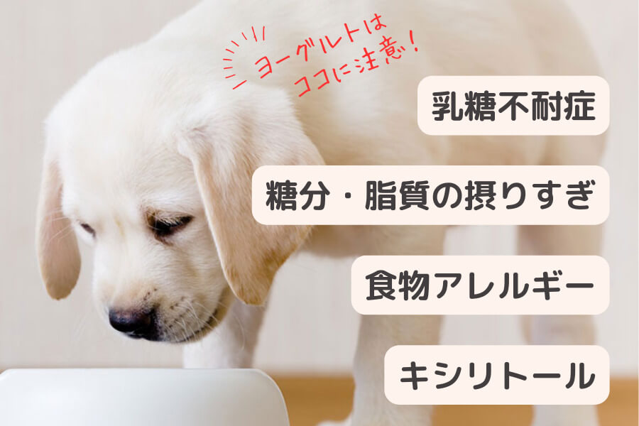犬にヨーグルトを与えるときの注意点
